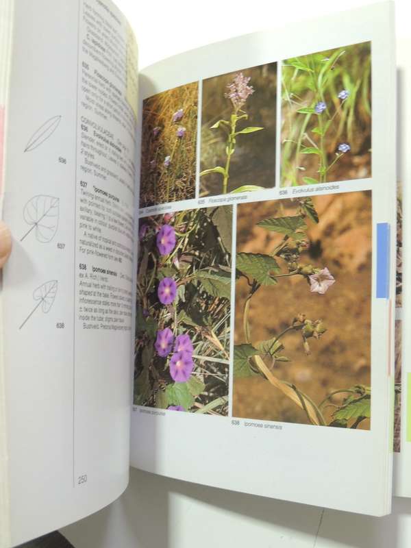 Field Guide To The Wild Flowers Of The Highveld - Braam Van Wyk & Sasa Malan