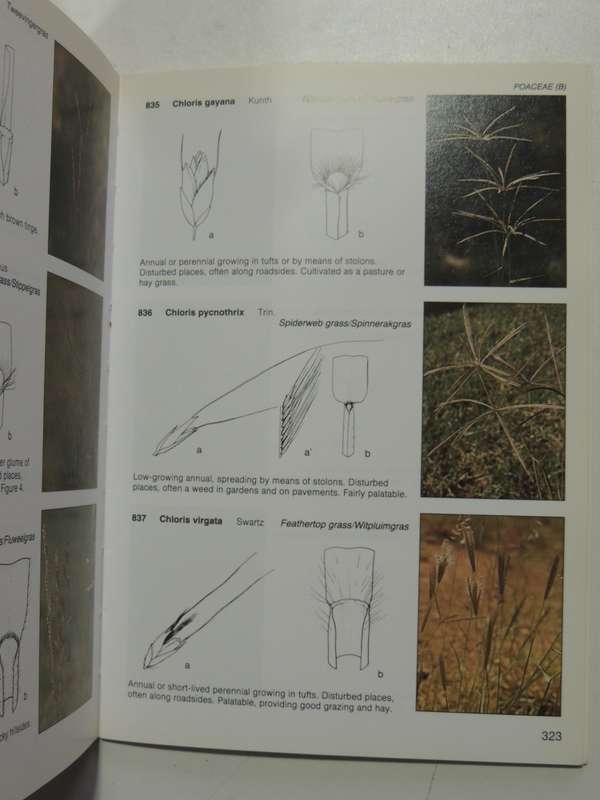 Field Guide To The Wild Flowers Of The Highveld - Braam Van Wyk & Sasa Malan