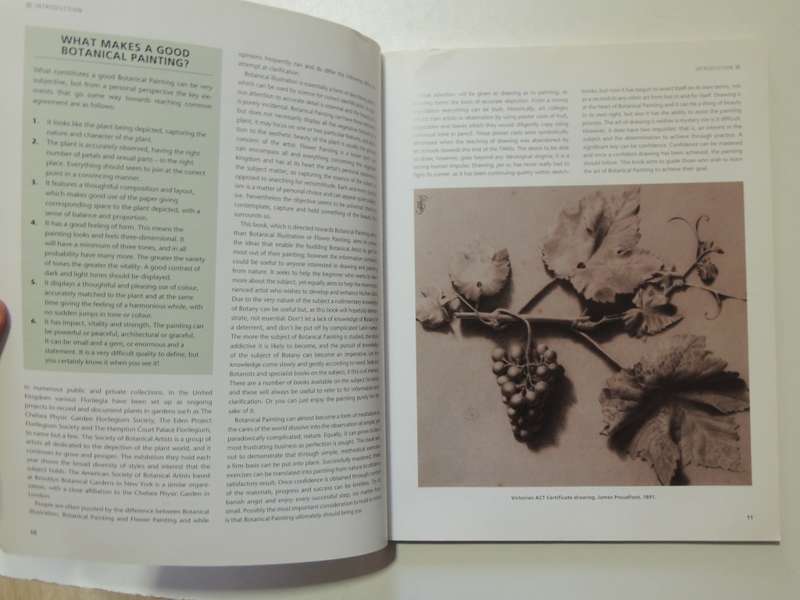 Botanical Painting - Mariella Baldwin
