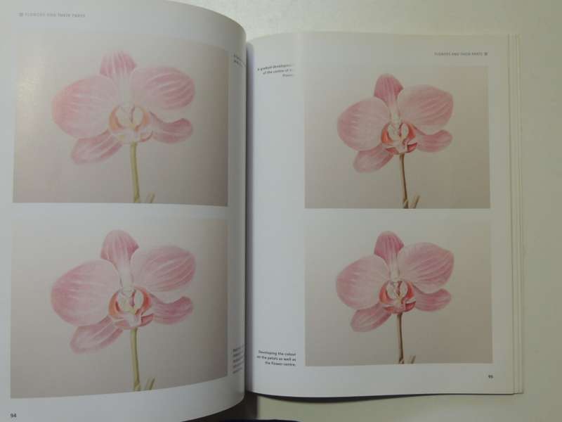 Botanical Painting - Mariella Baldwin