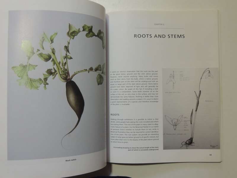 Botanical Painting - Mariella Baldwin