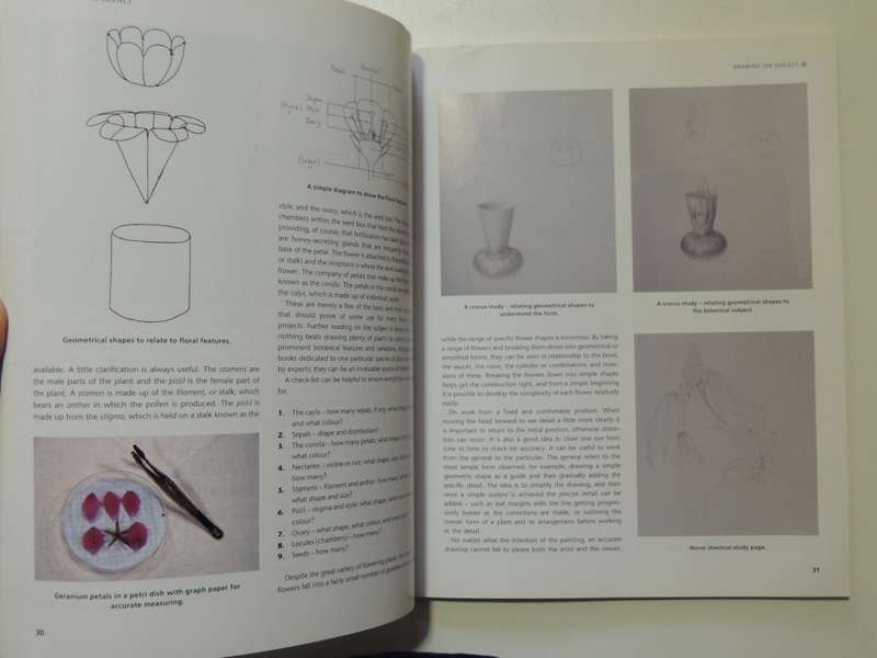 Botanical Painting - Mariella Baldwin