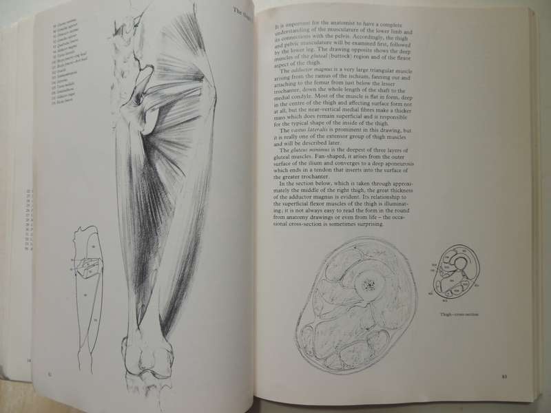 Figure Drawing And Anatomy For The Artist - John Raynes