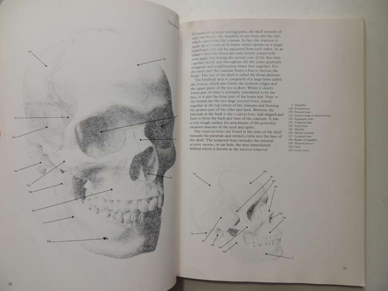 Figure Drawing And Anatomy For The Artist - John Raynes