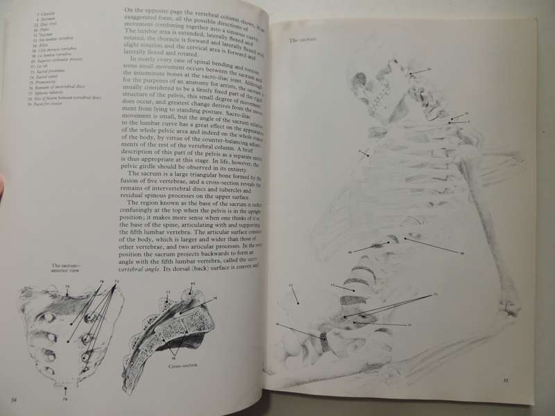Figure Drawing And Anatomy For The Artist - John Raynes
