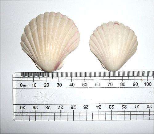 measurement size wow project incredible sea ocean biology shells shell collectible collectable