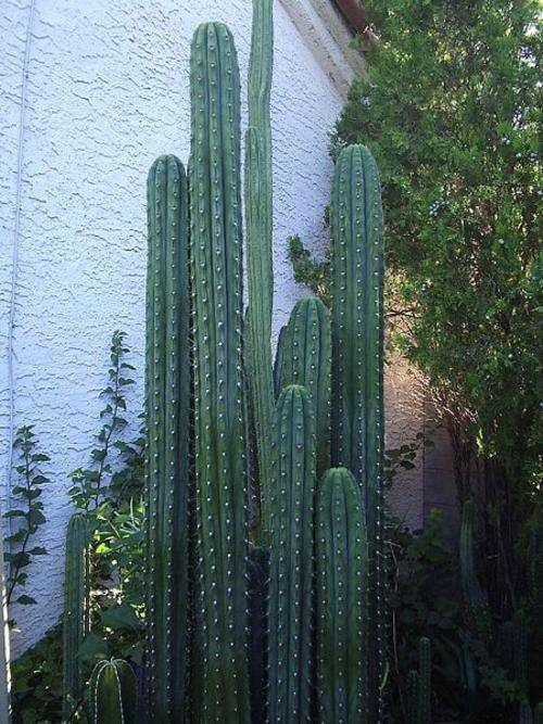 Pack of 10x Peruvian Torch Cactus Seeds (Trichocereus Peruvianus) - Ethnobotanical Succulent