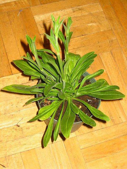 potted clear example illustration beautiful dream lucid dreaming dreamer astral projection spirit journey guide path white ways