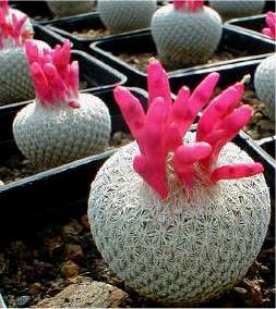 Pack of 10x Epithelantha Micromeris Seeds (Button Cactus) - Ethnobotanical Succulent