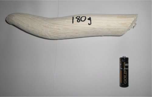 180g Whole African Dream Root: Uvuma-omhlope (Synaptolepis kirkii) - Dried, Rounded Weight Marked