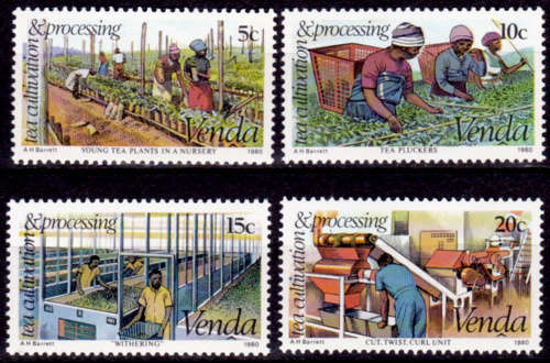 VENDA 1980, 14 May. TEA CULTIVATION, set, MNH, CV R 10.00 view scans