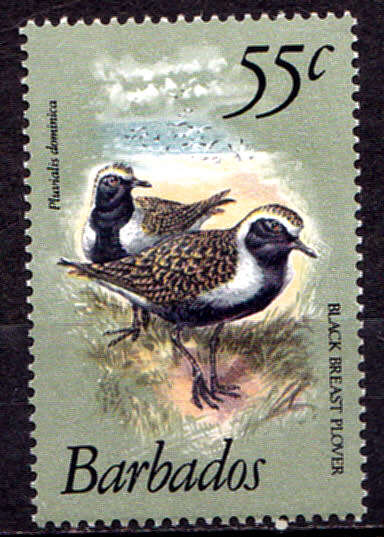 BARBADOS 1981, 1 Sept. BIRDS, single, MNH, CV +/-R 110.00 view scans