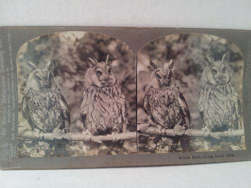 Stereoscopic Photograph Card (British Birds - Long Eared Owls)