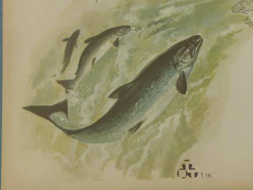 Vintage 1981 set of two Framed Transkei fly fishing first day covers with matching Trout flies