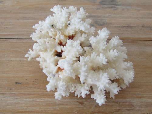 Large natural White Coral, Brain Coral, excellent condition, 11cm x 19cm