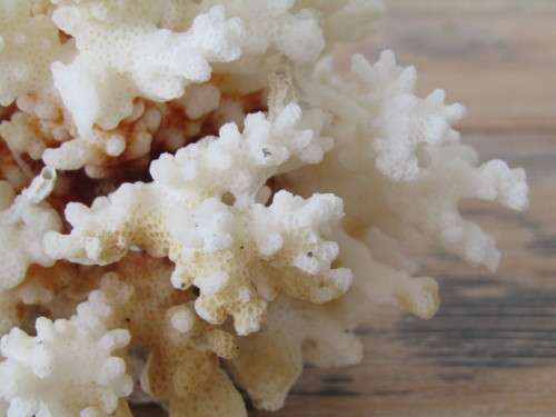 Large natural White Coral, Brain Coral, excellent condition, 11cm x 19cm