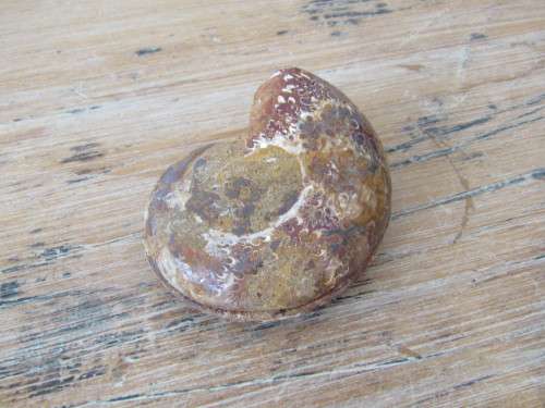 Natural Ammonite Fossil, cut in half, 8cm x 6cm, excellent condition