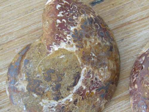 Natural Ammonite Fossil, cut in half, 8cm x 6cm, excellent condition