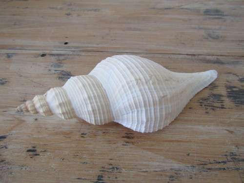 Lot of 2 Large and beautiful collectable rare Sea Shells, 27cm and 23cm, excellent condition