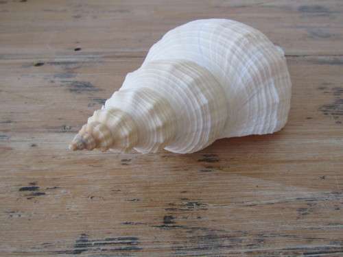 Lot of 2 Large and beautiful collectable rare Sea Shells, 27cm and 23cm, excellent condition