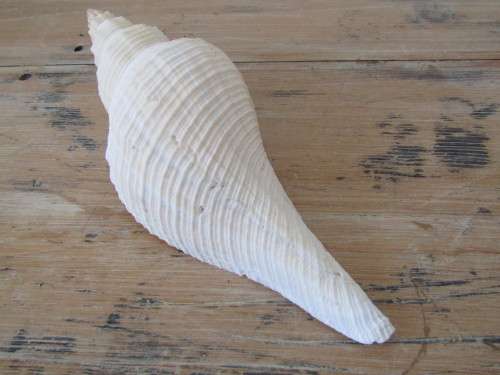Lot of 2 Large and beautiful collectable rare Sea Shells, 27cm and 23cm, excellent condition