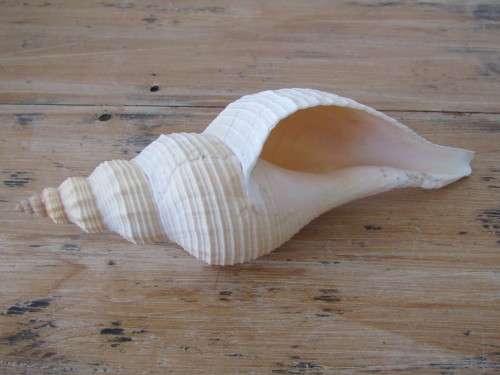 Lot of 2 Large and beautiful collectable rare Sea Shells, 27cm and 23cm, excellent condition