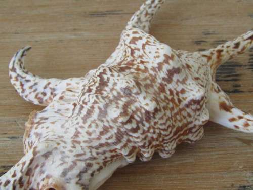 Lot of 2 Large and beautiful collectable rare Sea Shells, 27cm and 23cm, excellent condition