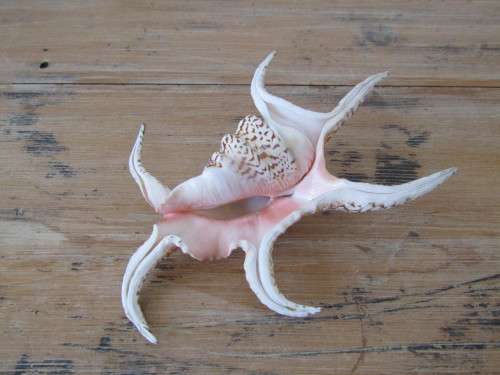 Lot of 2 Large and beautiful collectable rare Sea Shells, 27cm and 23cm, excellent condition