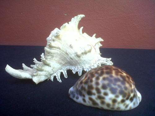 2 LOVELY SEA SHELLS