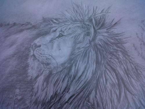'Lion' Pencil sketch by L J Robinson