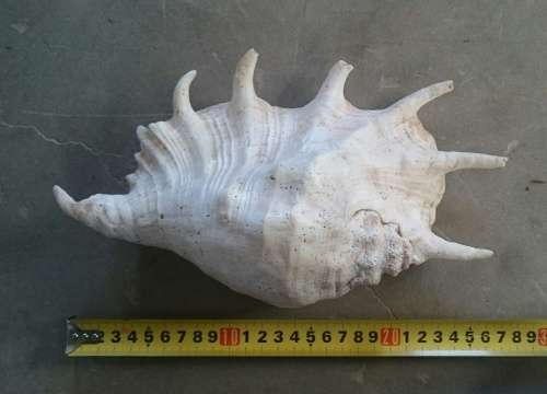 Large 260mm sea shell as per photo