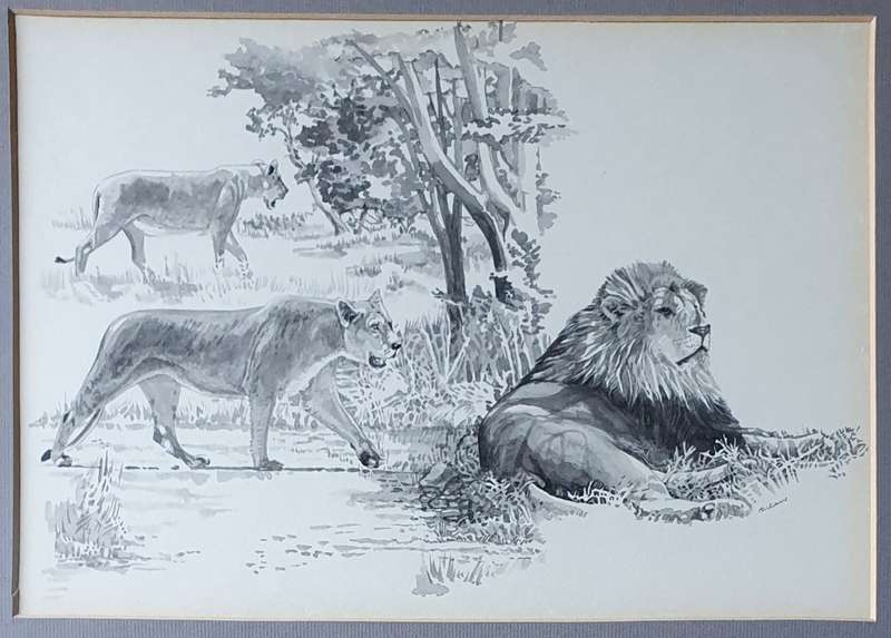 Framed lion (wild life) print as per photos