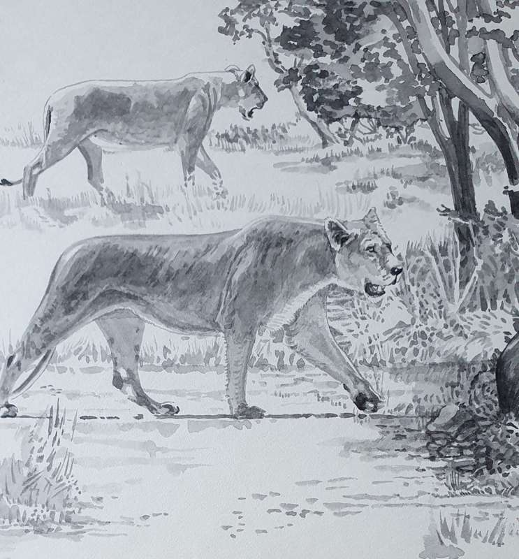 Framed lion (wild life) print as per photos