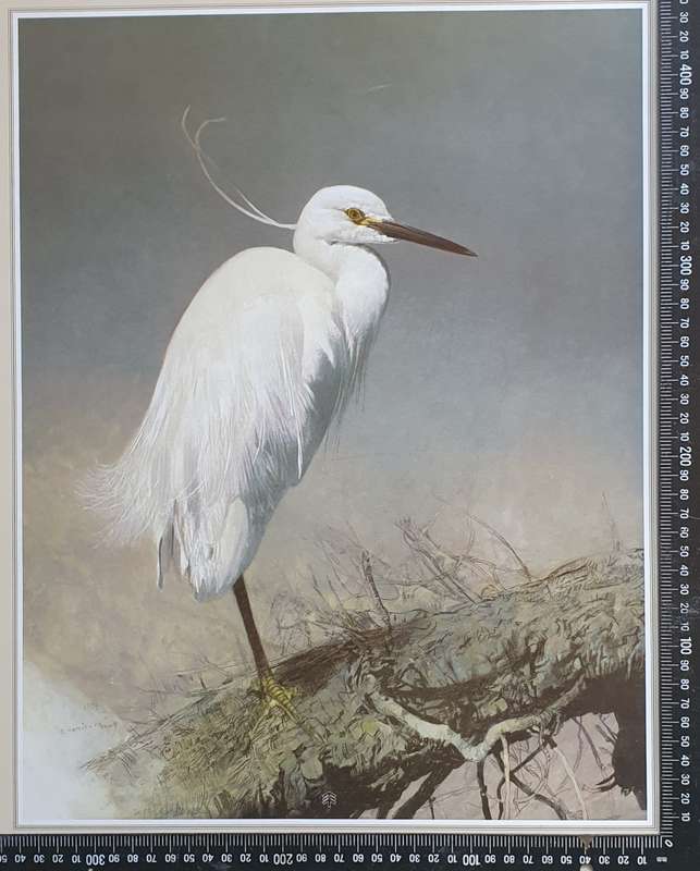 Wild life Print of a painting by RAY HARRIS-CHING as per photo