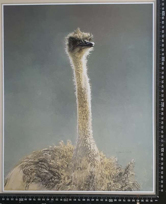 Wild life Print of a painting by RAY HARRIS-CHING as per photo