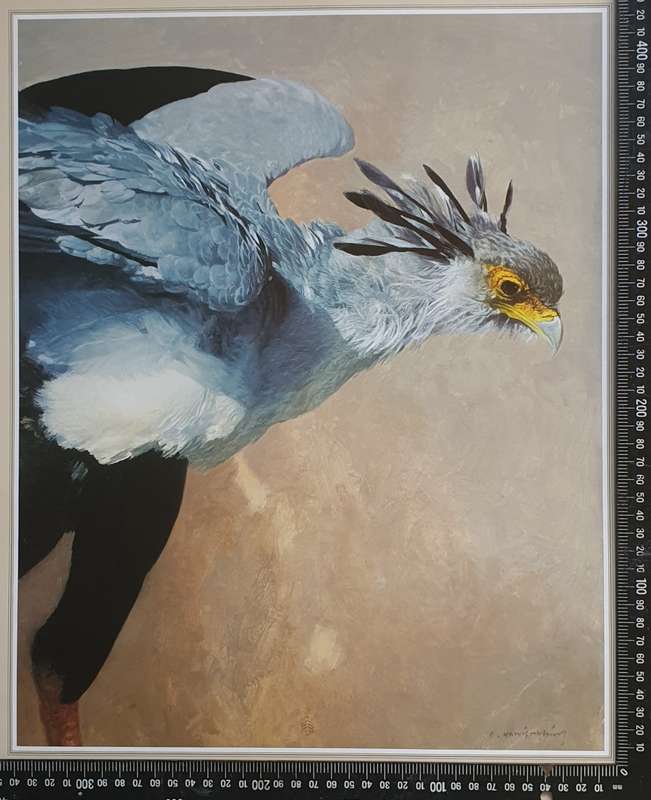 Wild life Print of a painting by RAY HARRIS-CHING as per photo