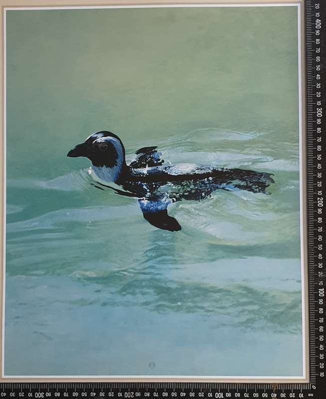 Wild life Print of a painting by RAY HARRIS-CHING as per photo