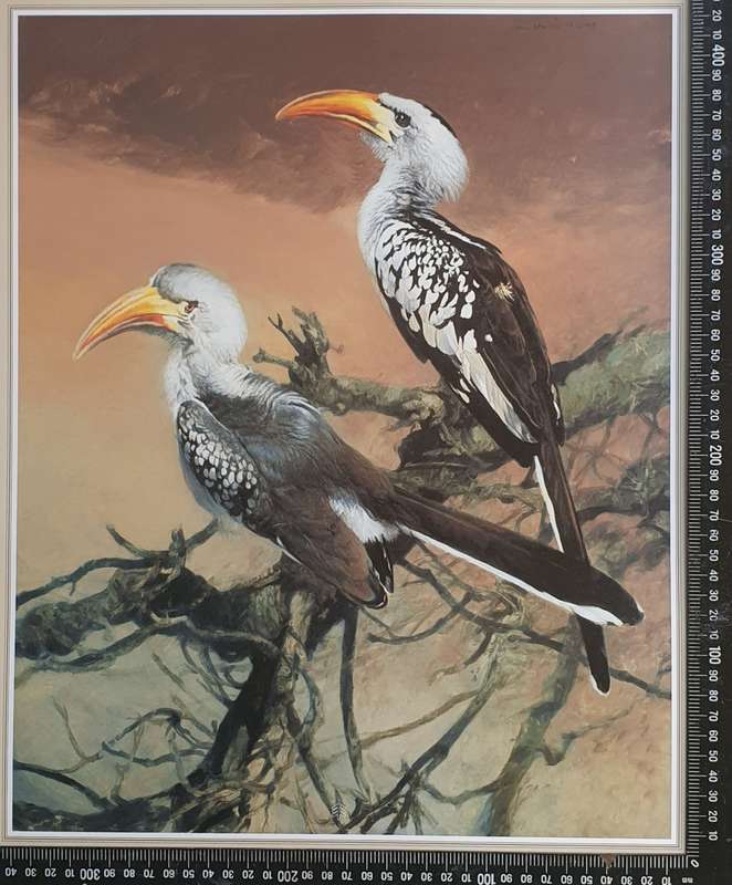 Wild life Print of a painting by RAY HARRIS-CHING as per photo