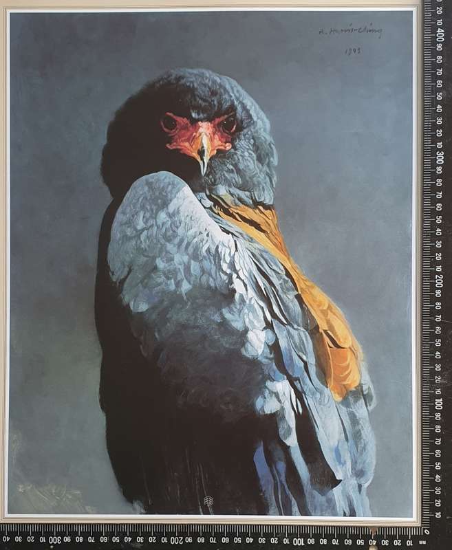 Wild life Print of a painting by RAY HARRIS-CHING as per photo
