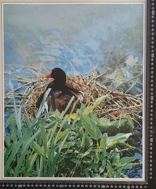 Wild life Print of a painting by RAY HARRIS-CHING as per photo
