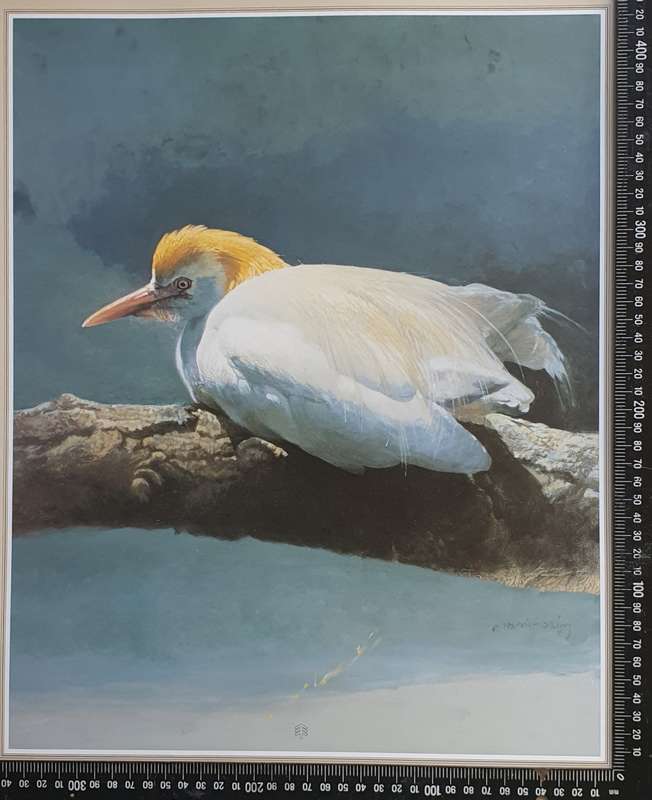 Wild life Print of a painting by RAY HARRIS-CHING as per photo