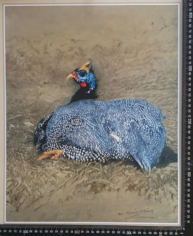 Wild life Print of a painting by RAY HARRIS-CHING as per photo