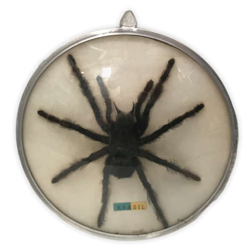 Giant Brazilian Bird-Eating Tarantula, Taxidermy (spider measures 15.5 x 14cm)