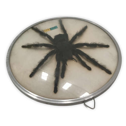 Giant Brazilian Bird-Eating Tarantula, Taxidermy (spider measures 15.5 x 14cm)
