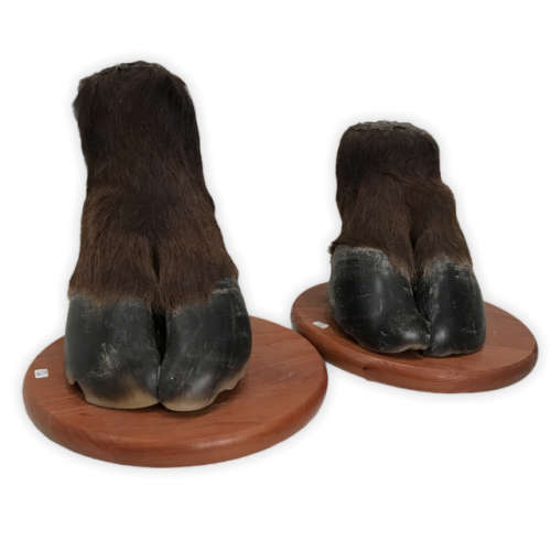Pair of Taxidermy United States Bison Hooves (Hard to Find)