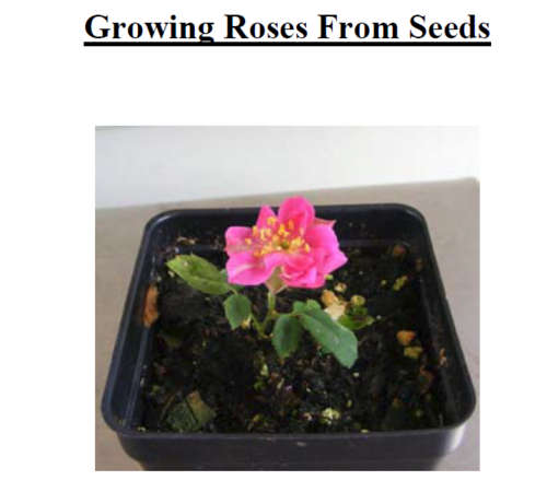 Growing Roses from Seeds EBOOK