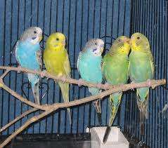 Budgie book EBOOK