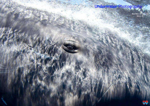 Underwater Photography Magazine - November December 2014 EBOOK