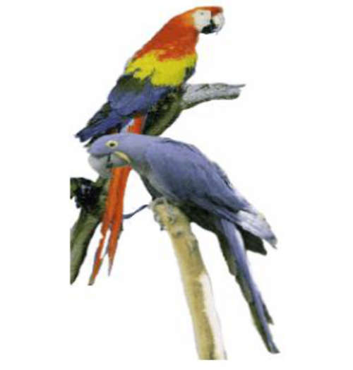 Parot primer Talk and Tricks EBOOK