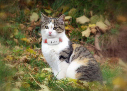 The Latest in PET & Personal GPS Tracker  Security
